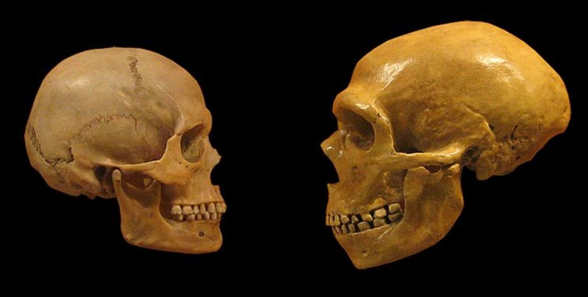 Skulls of Homo sapiens (left) and Neanderthal (right).