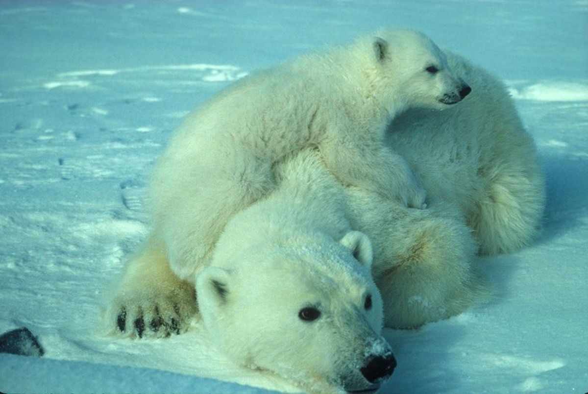 characteristics-and-the-lives-of-polar-bears