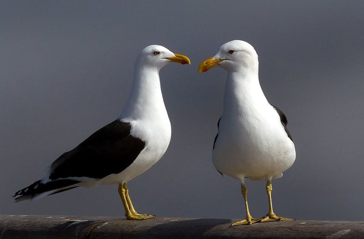 Black-backed gulls