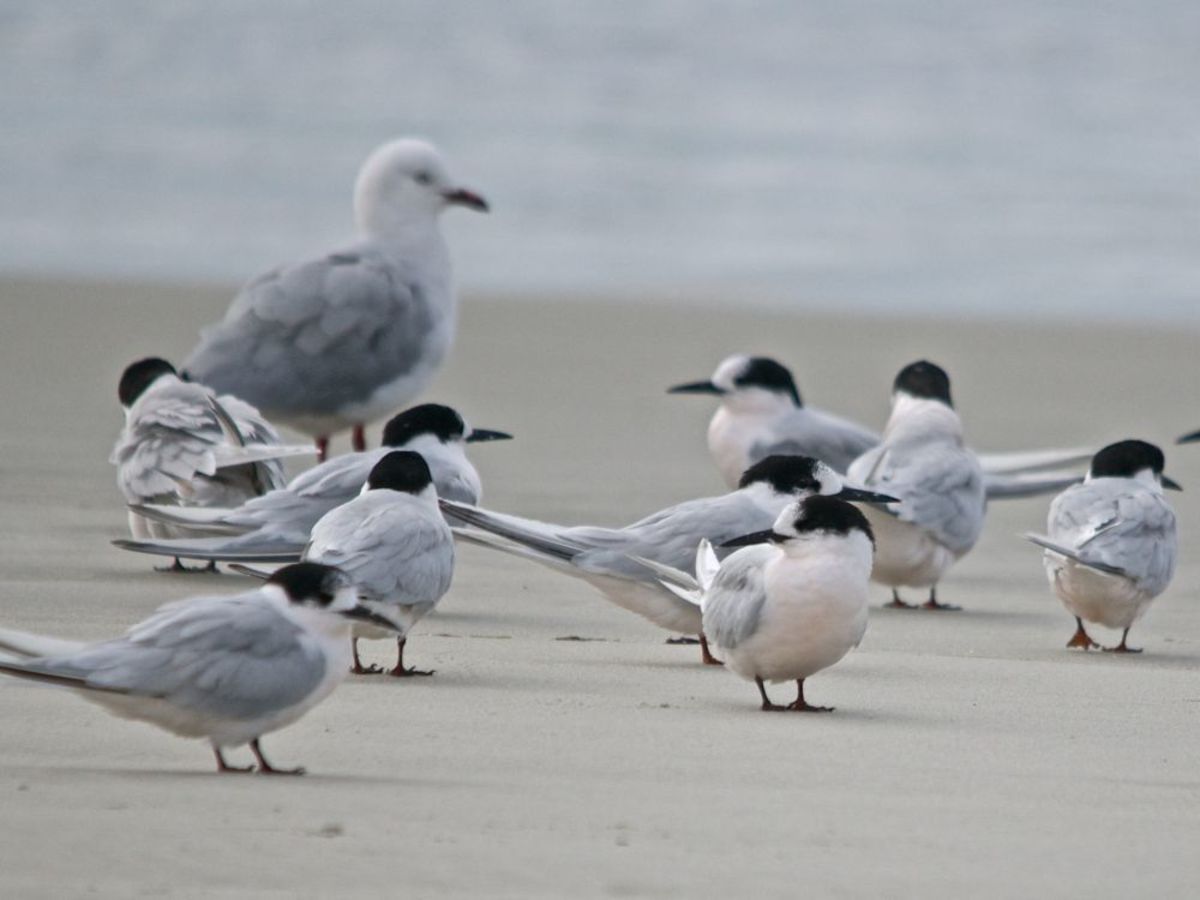 White-fronted Terns & Red-billed Gulls