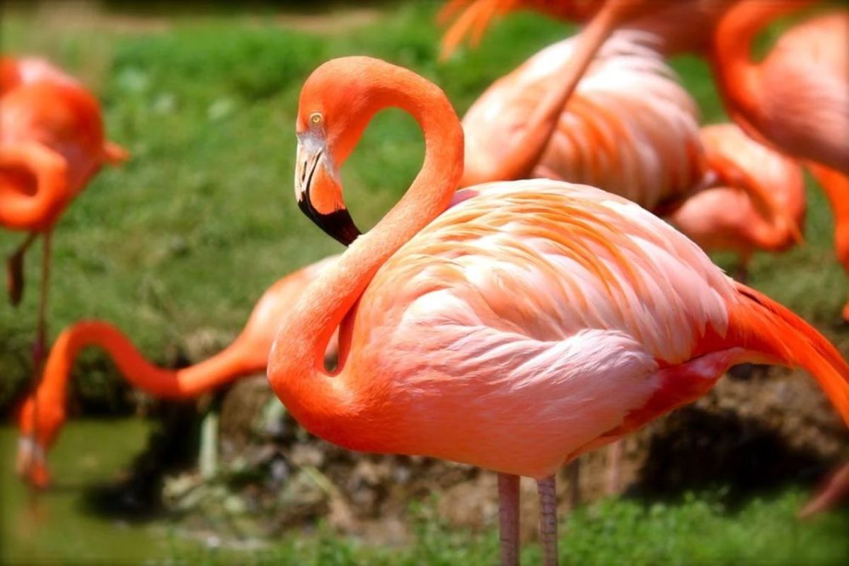 Feeding and Breeding of Flamingos, the Beautiful Long-Necked Water Birds