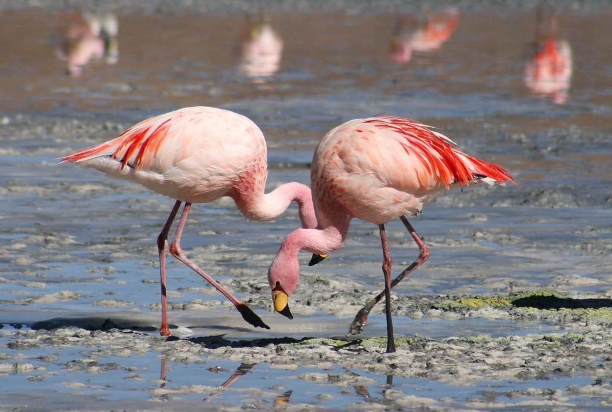 feeding-and-breeding-of-flamingos-the-beautiful-long-necked-water-birds