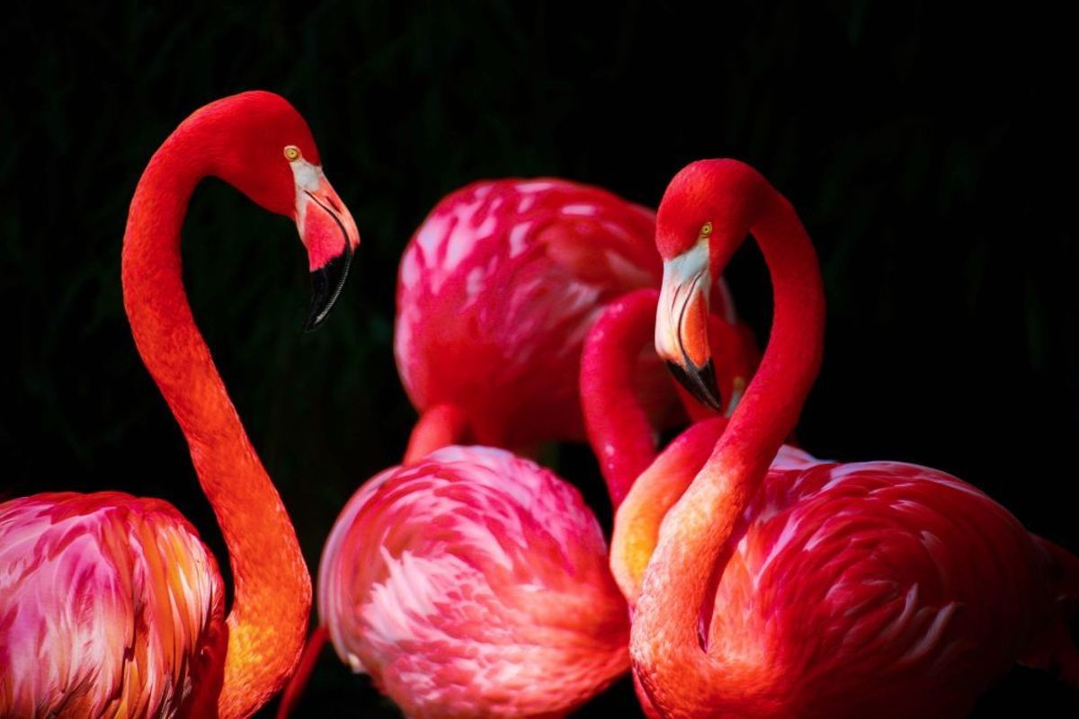 feeding-and-breeding-of-flamingos-the-beautiful-long-necked-water-birds