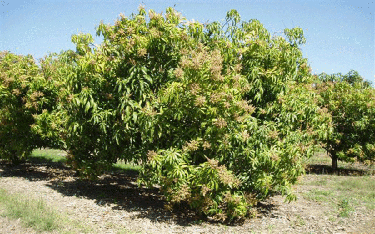 This mango tree is full of fruit and ready for picking. 