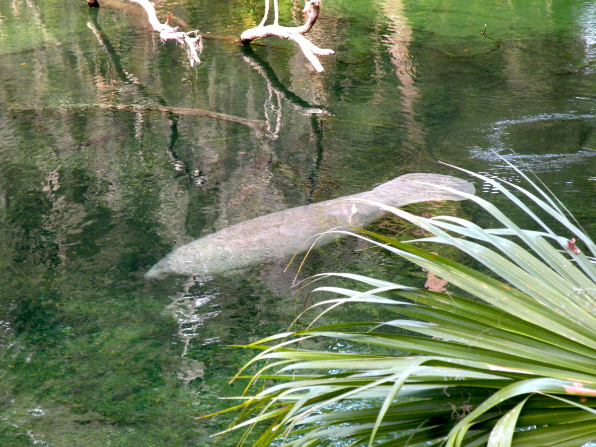 Blue Spring is a lovely tropical setting for this manatee.