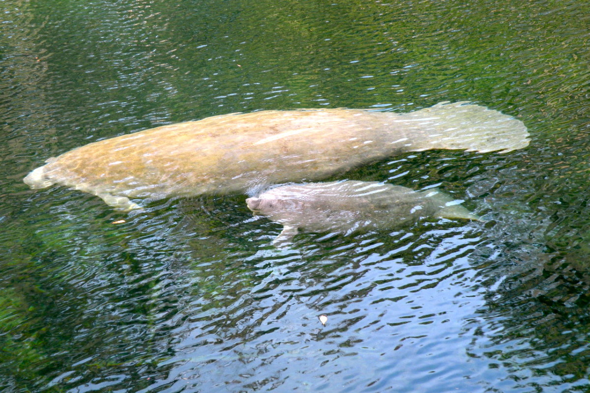 A manatee mother and baby glide along in the warm blue spring water.