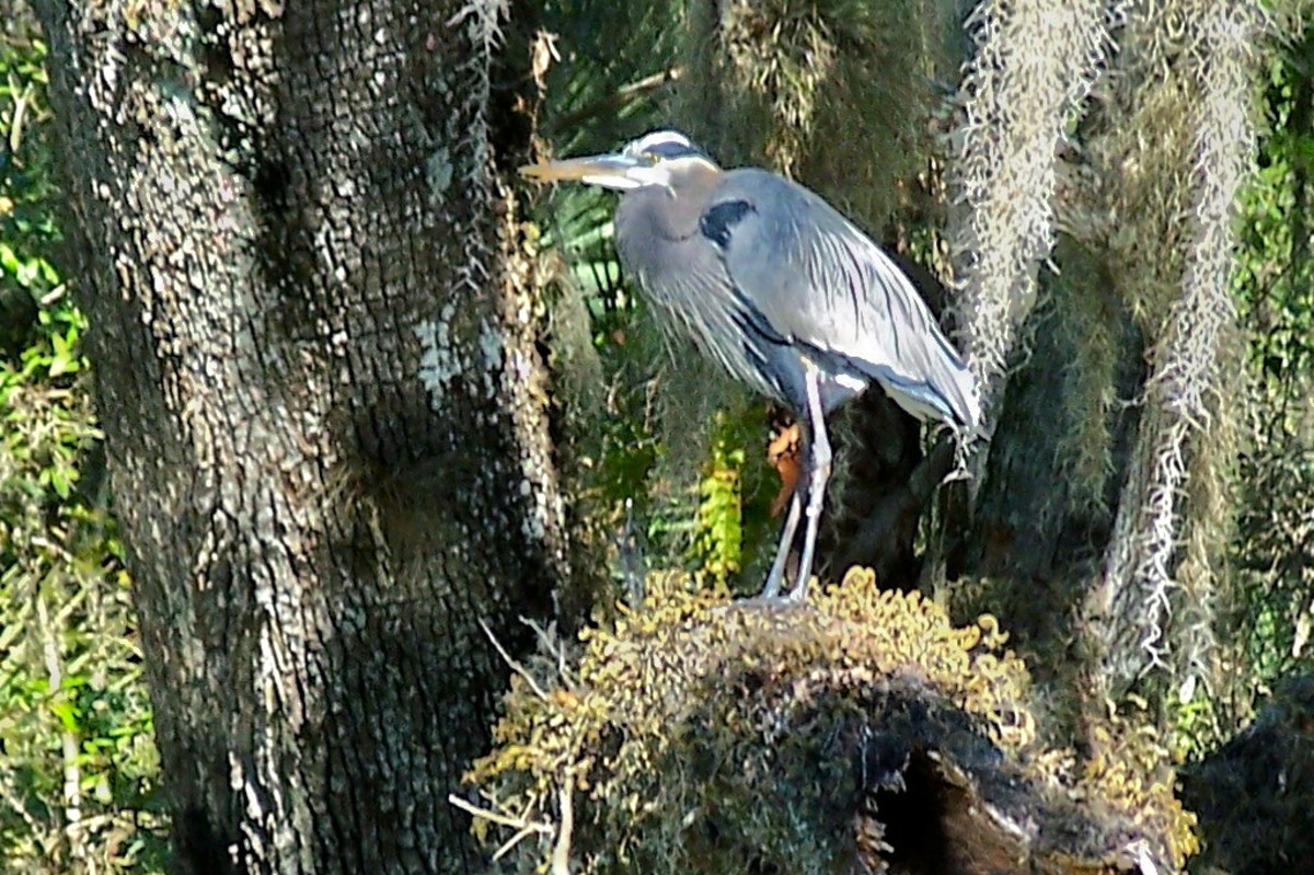 A Great Blue Heron watches over the water at Blue Spring looking for smaller fish for it's dinner.