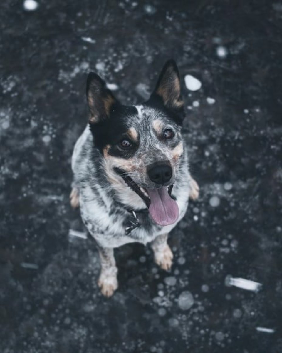 One thing is for sure, an Australian Cattle Dog will love its owner with every breath that it has in its body.