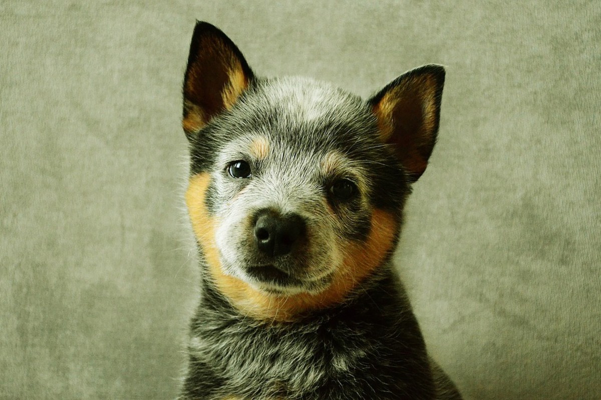 Australian Cattle Dog puppy (blue coat color). Did you know that Australian Cattle Dogs are also called "heelers"? This is because they nip at the backs of cows' heels in order to get them to move where they want them. 