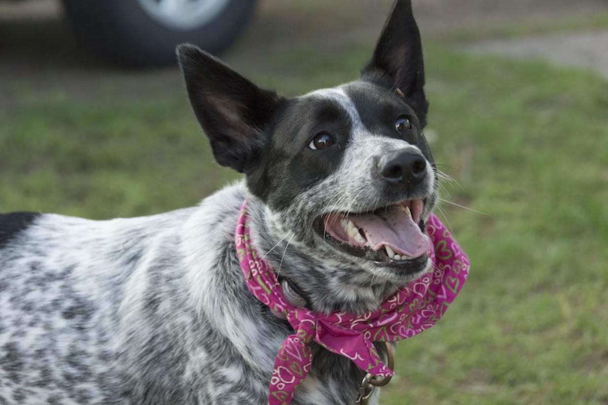 Cattle dogs have different coat patterns. Some are speckled, with white hairs showing against a darker background. And others are mottled.