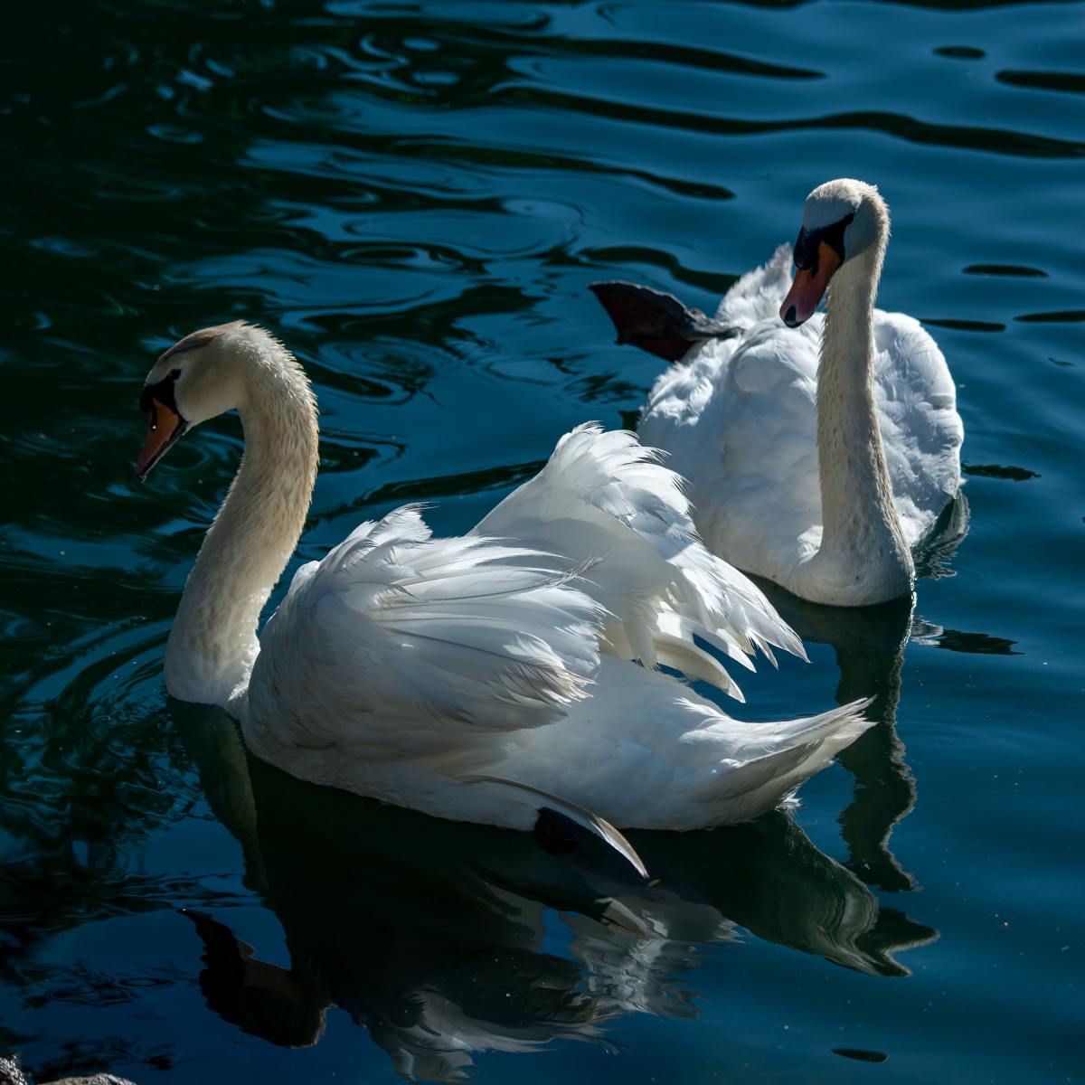 In the Myth of Lir, children are turned into swans by their jealous stepmother.