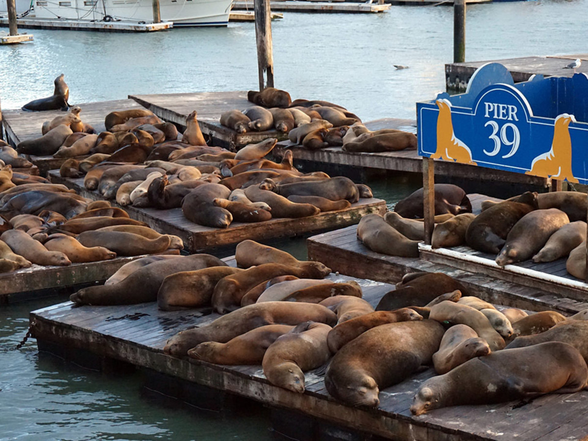 The Sea Lions At Pier 39 use the Old Wooden Boat Docks as thier Home