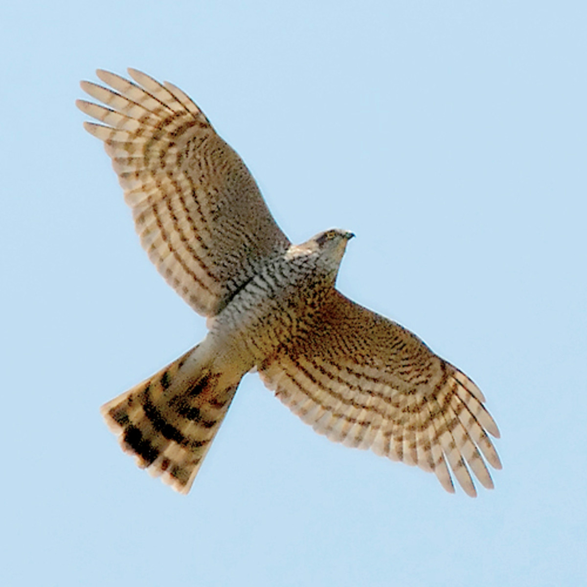 Sparrow Hawk soaring, showing barring on under feathers