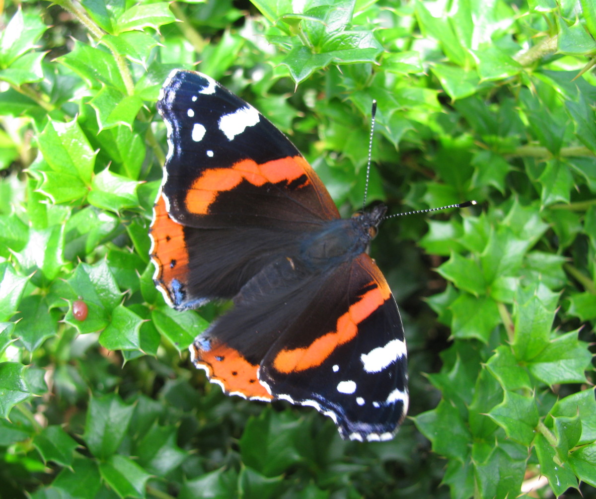 Red Admiral on a Holly Bush