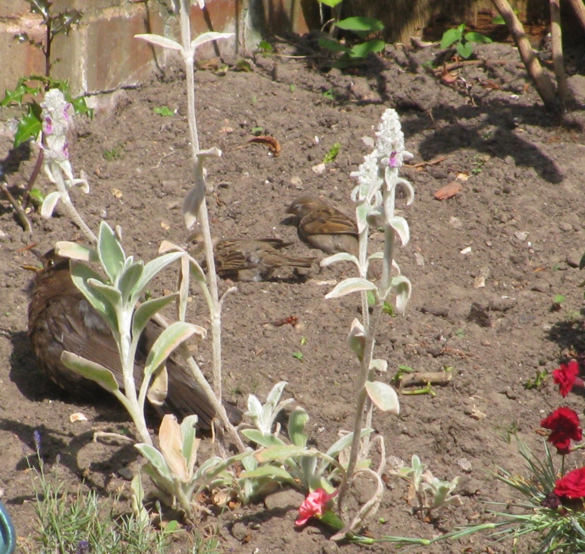 Sparrows have a Dust Bath as Blackbird looks on