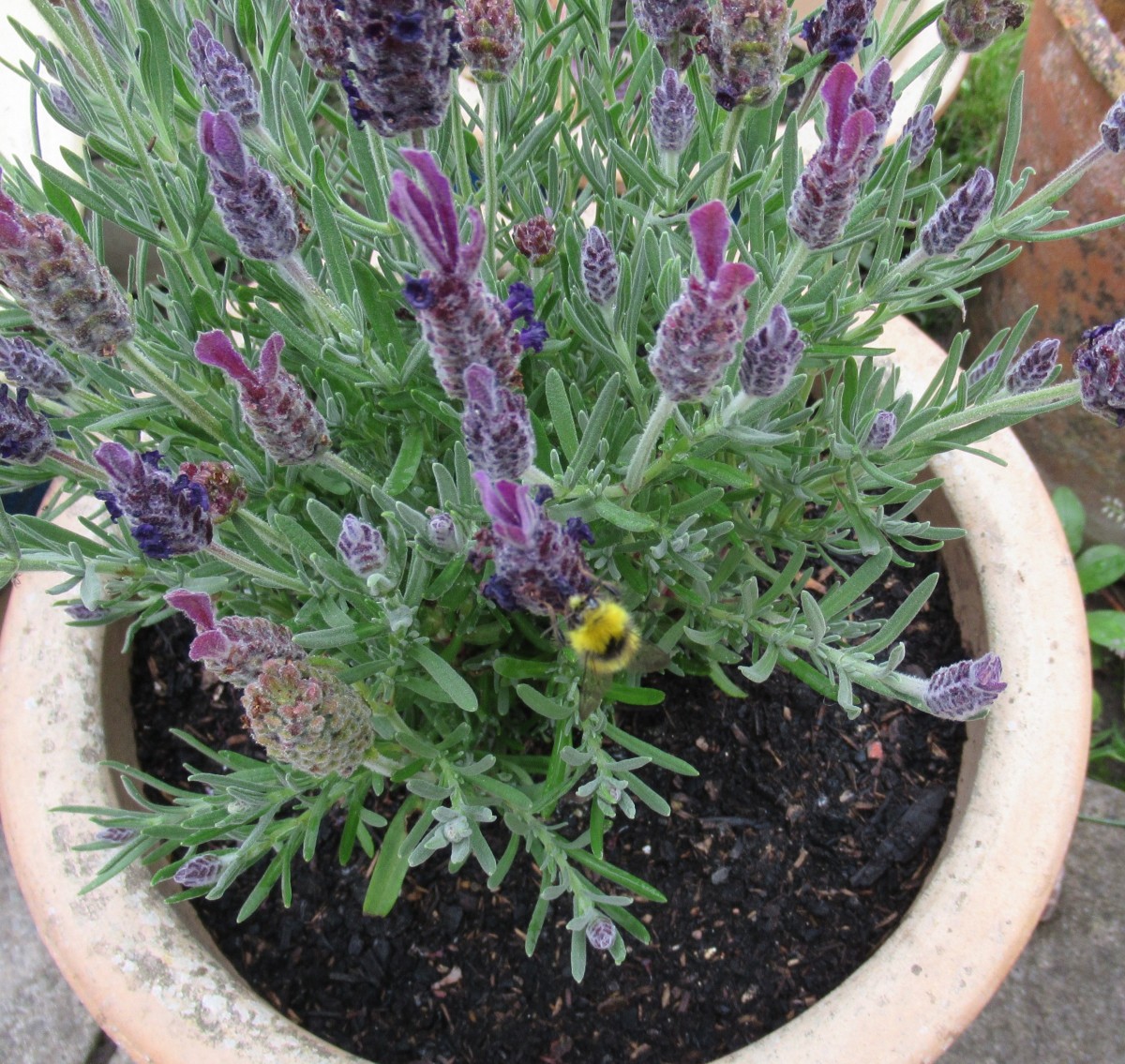 Bee on Lavender Plant