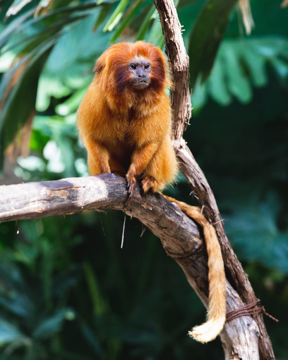 7 Rainforest Primates at Risk of Extinction - Owlcation