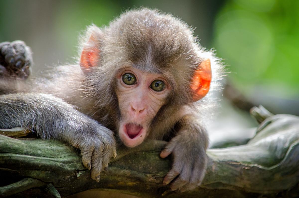 Rainforest's Endangered Monkeys