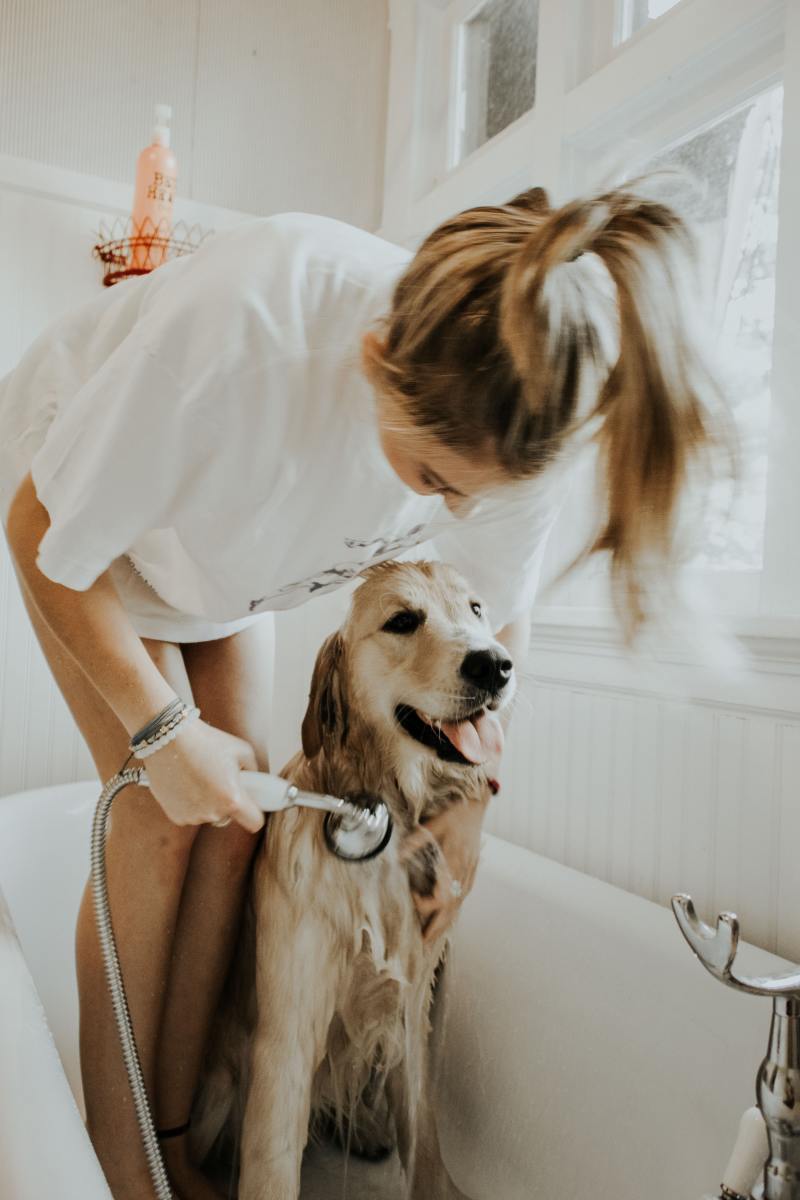 Regular grooming is the best way to keep your house clean while living with dogs.