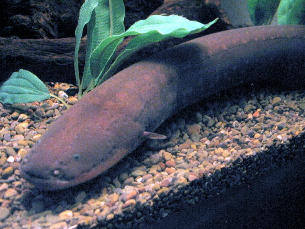 An electric eel.