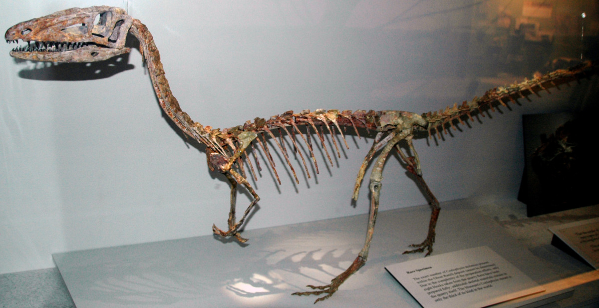 这是世界上已知最早的恐龙之一——腔骨龙的骨架。
