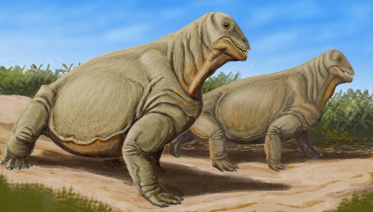 The Moschops capensis — a mammal that went extinct during the cataclysm that preceded the Triassic Period. It would have lived 265–260 million years ago.