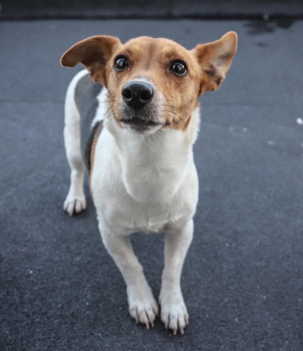 Should I Give My Dog Pyrantel For Heartworm Prevention PetHelpful