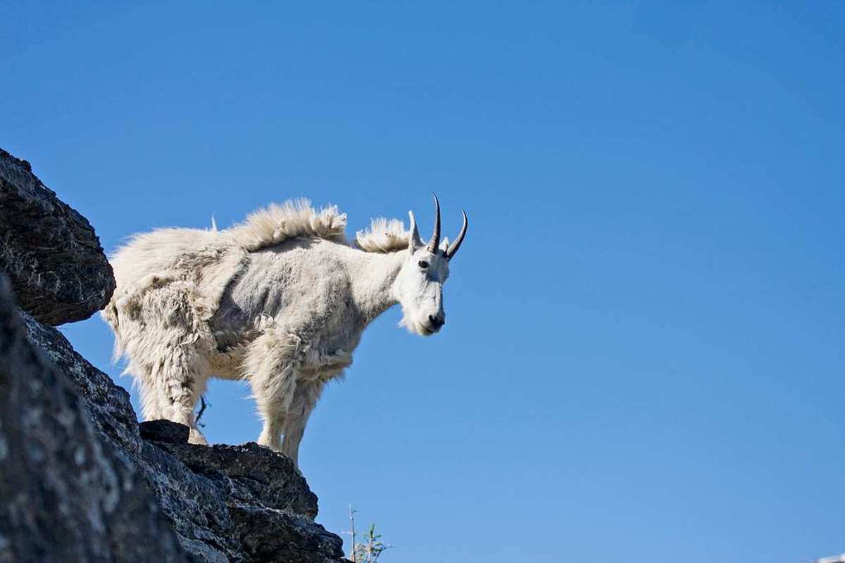 rocky-mountain-goat-characteristics-habitat-reproduction-diet-behavior
