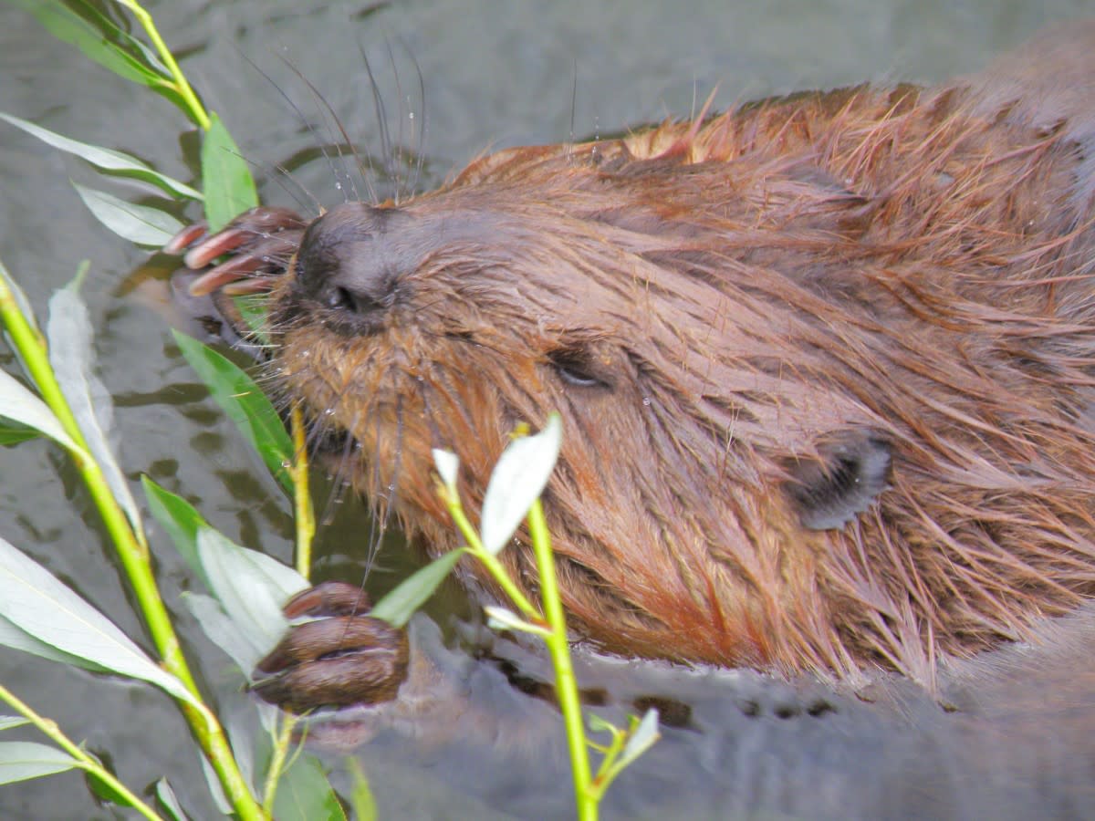 amazing-facts-about-beaver-the-large-aquatic-rodent