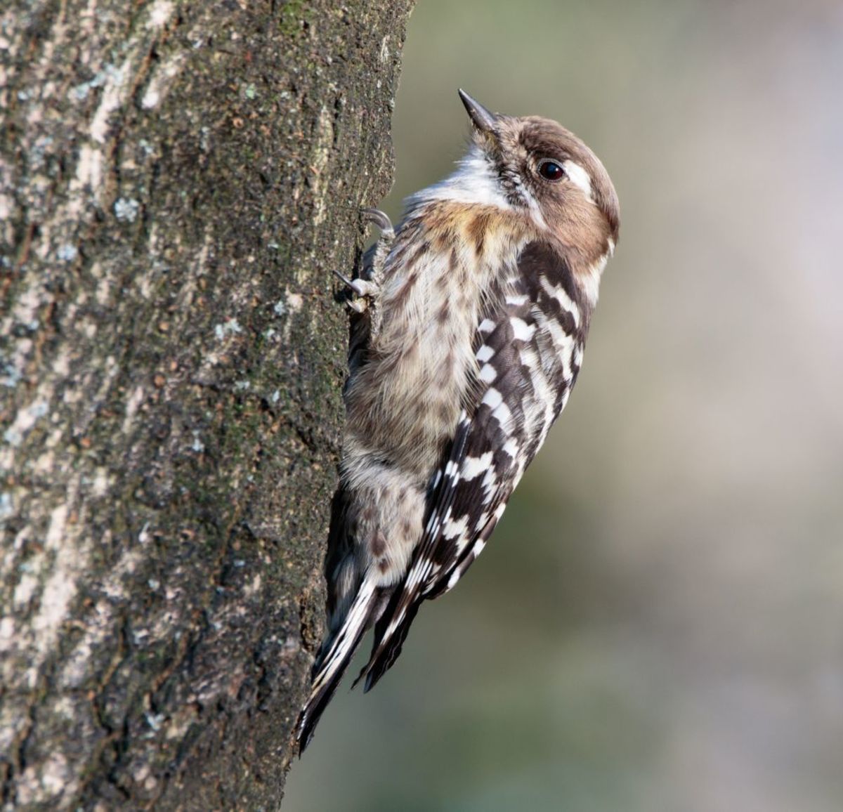 the-lives-of-woodpeckers-birds-that-keep-insects-under-control