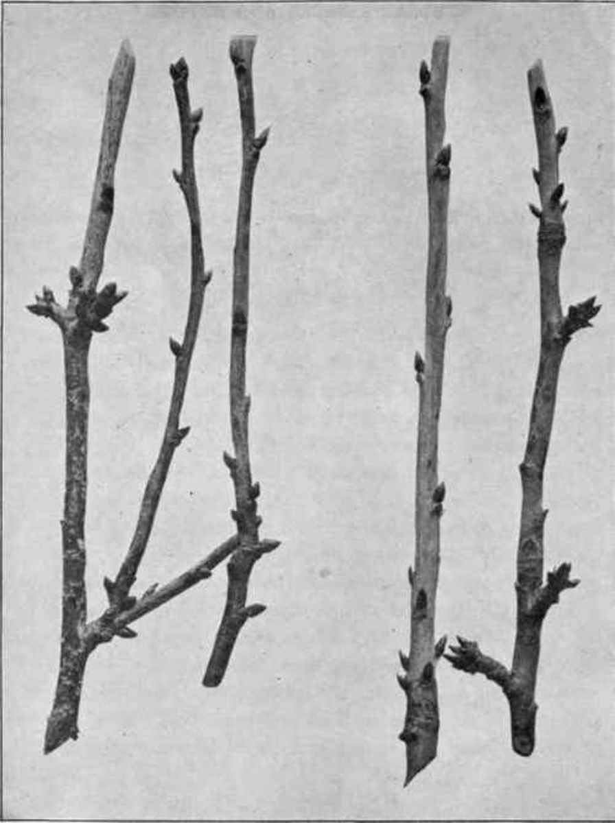 Use branches like these to make a splint