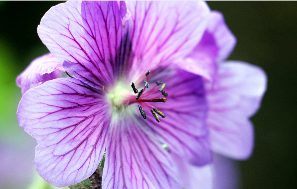 What's the Difference Between Geraniums and Pelargoniums? Dengarden