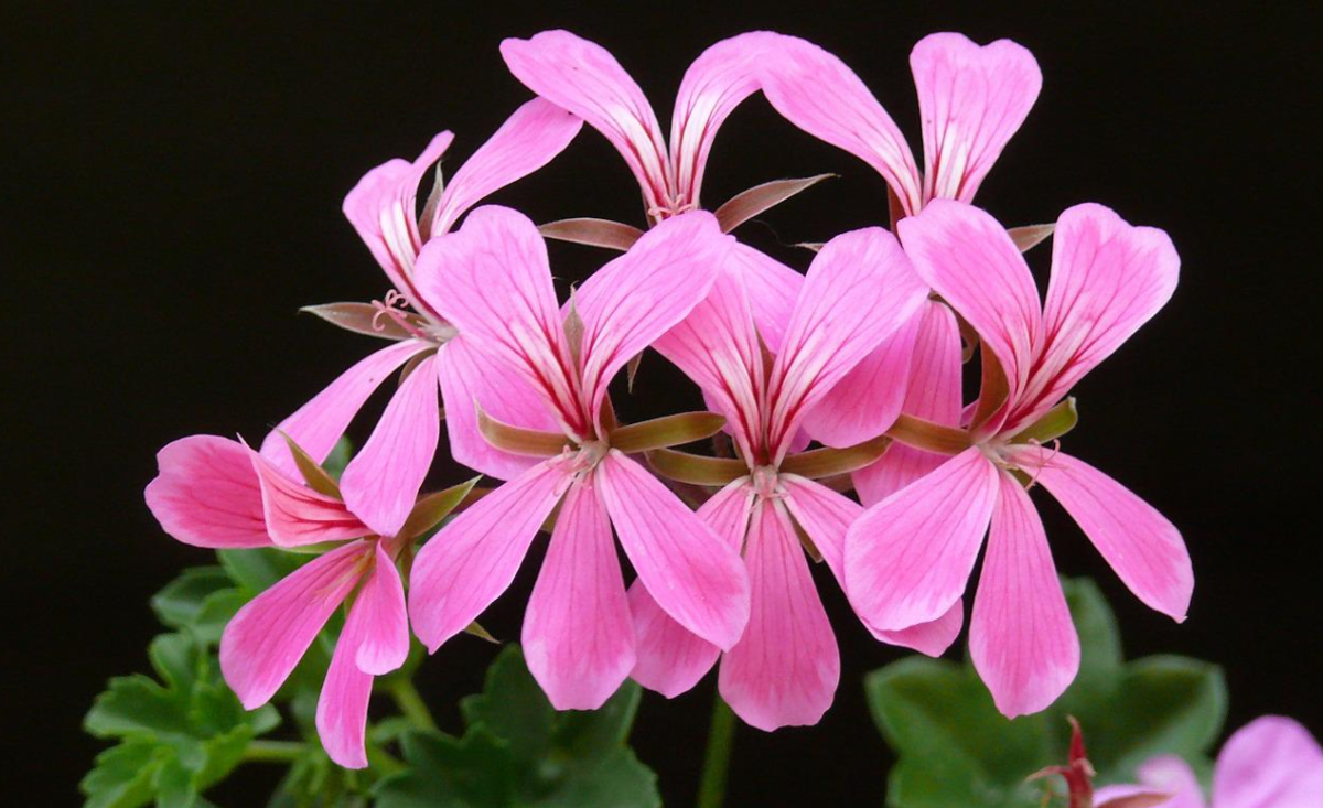 whats-the-difference-between-geraniums-and-pelargoniums