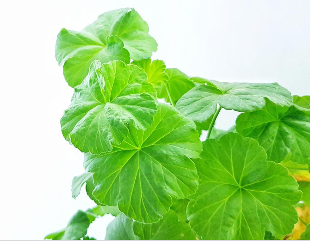 Picture of lobed leaves of a pelargonium plant. 