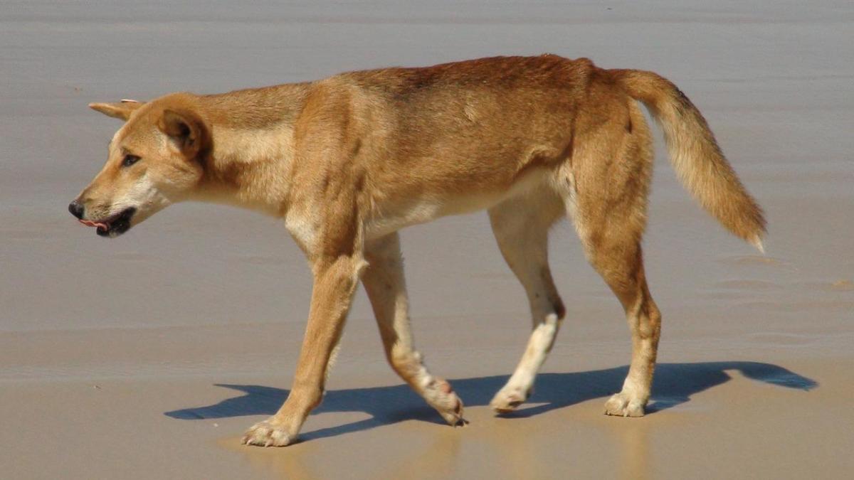 The Australian Dingo. It is believed that cattle dogs were created by breeding dingos with other breeds of dogs, including the dalmatian, and Australian Kelpie, among others. 