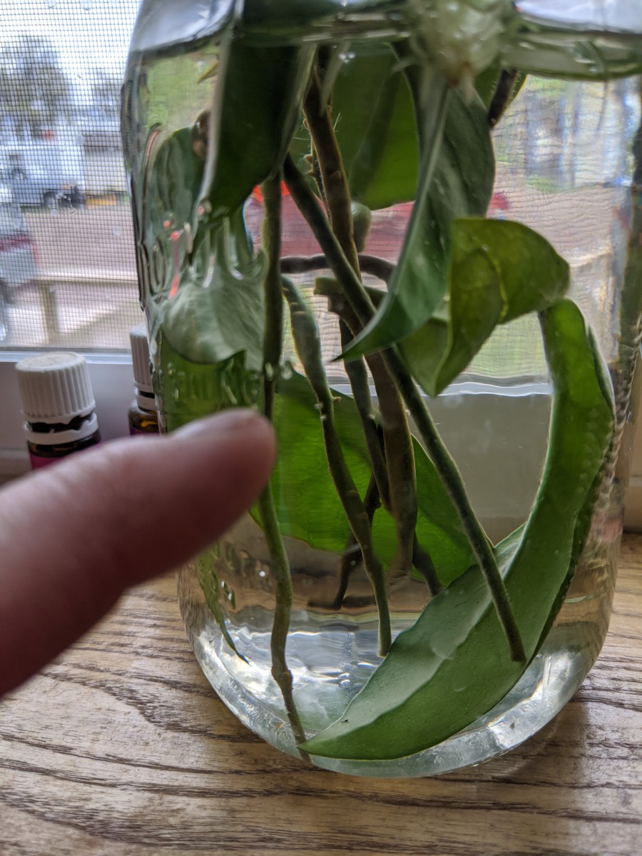 See the little nubs on the side of the cutting? Those will keep getting longer, until you will recognize them as roots!