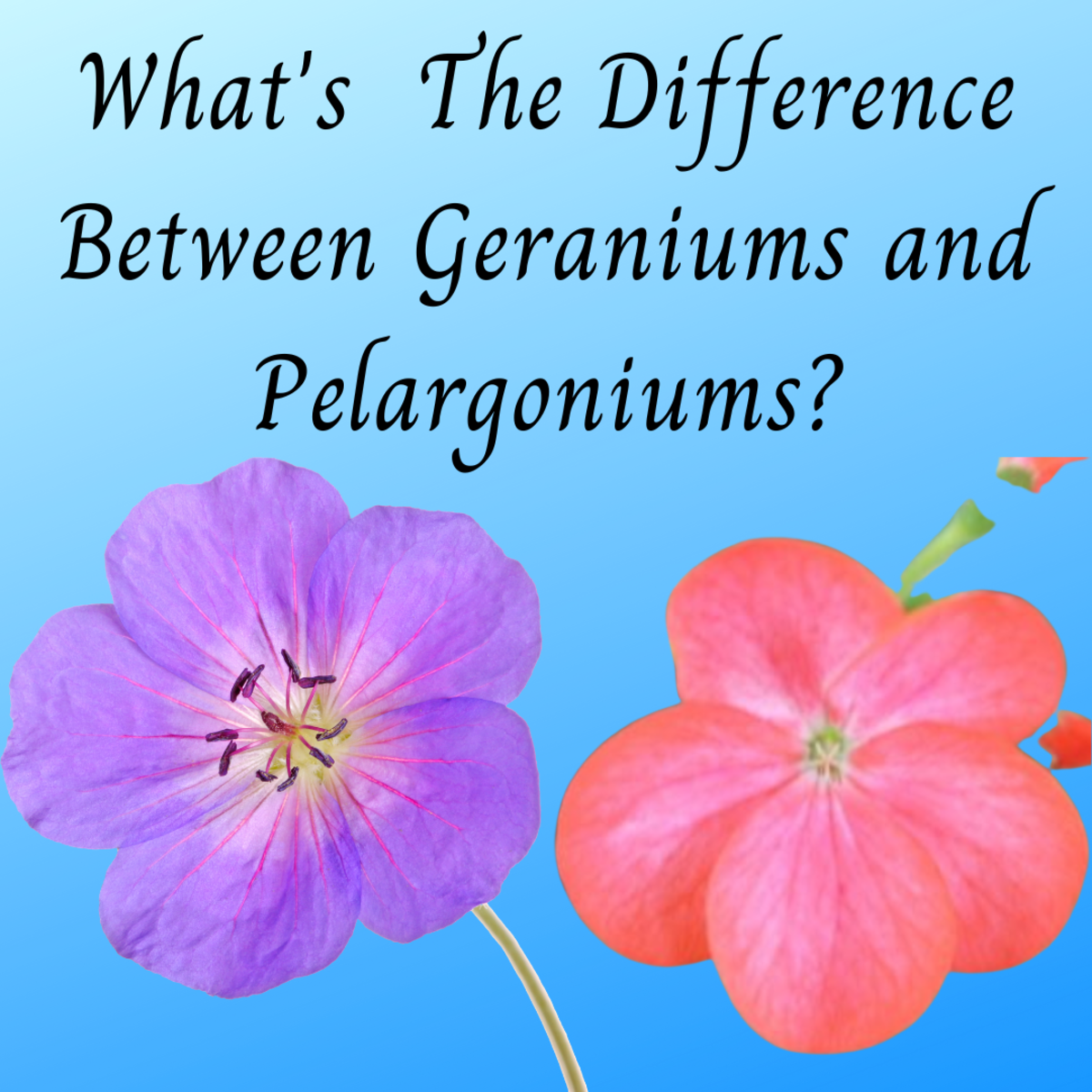 Geraniums versus Pelargoniums