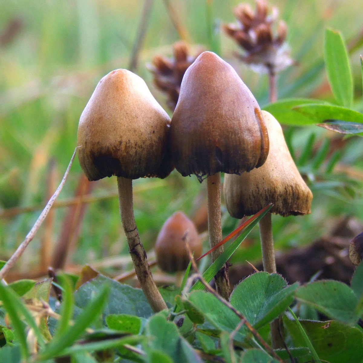 Psilocybin has proven to be a powerful treatment for psychiatric conditions such as depression and OCD.