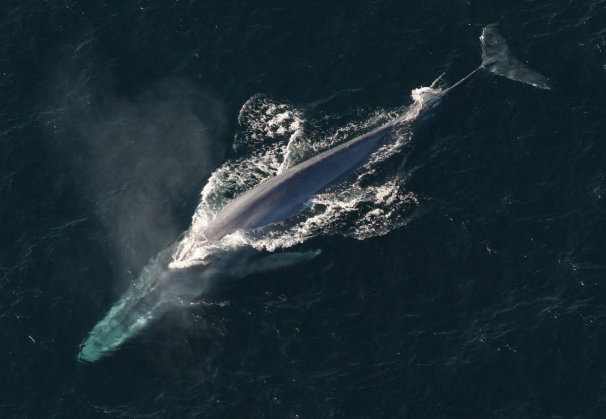 blue-whale-the-largest-known-animal-ever-to-exist