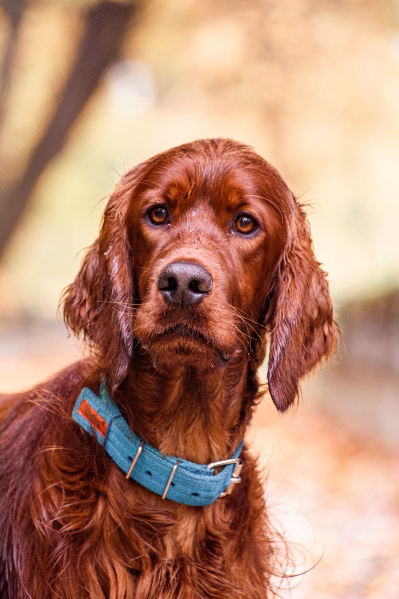 what kind of dog toys does a irish setter like