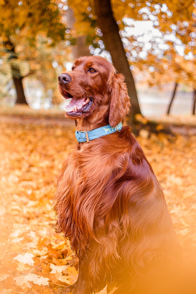 can-irish-setters-be-considered-as-ideal-family-dogs