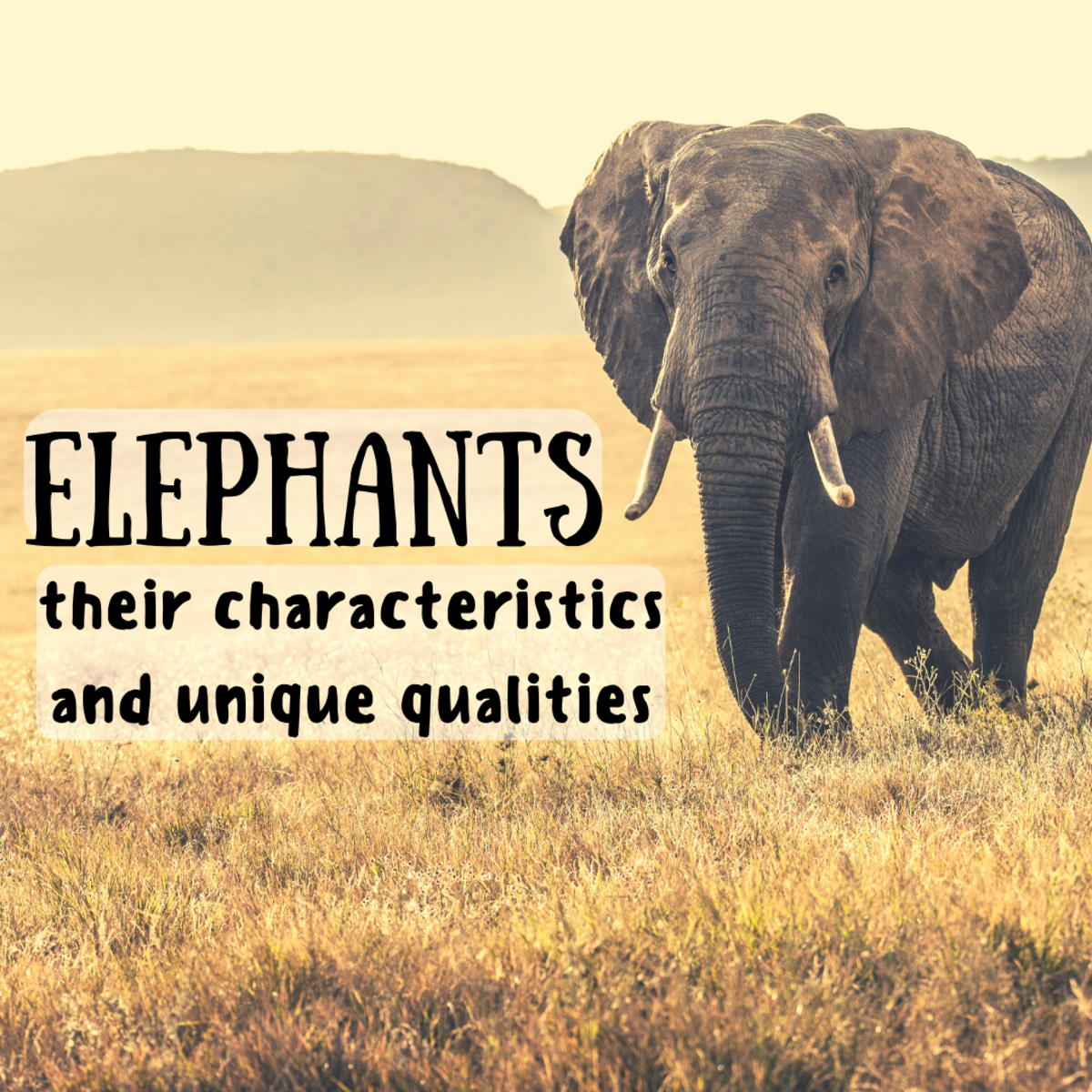 Read on for elephants facts and in-depth info on this animal's unique characteristics.