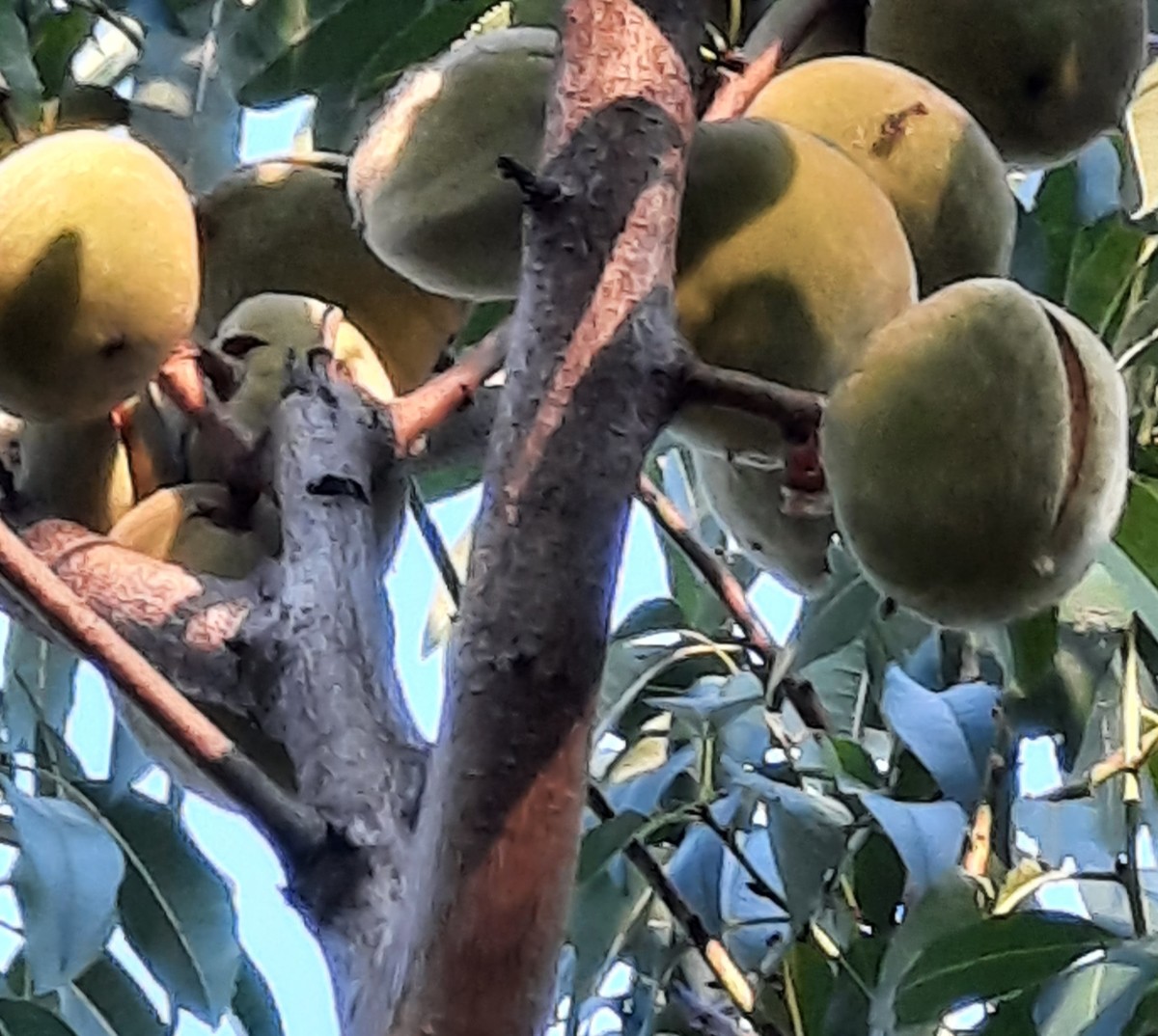 When you see these split hulls in the tree, it is time to harvest.