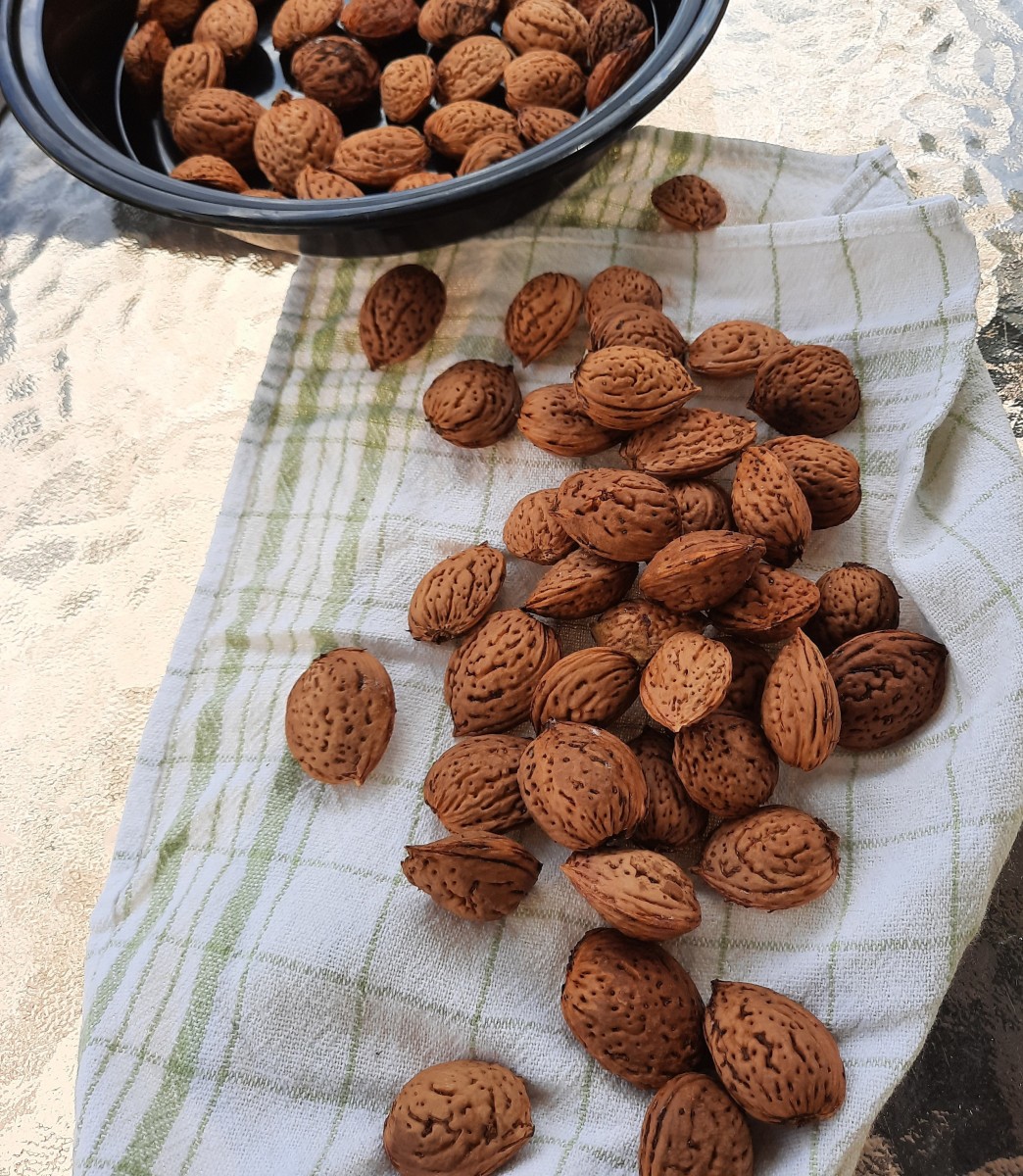How to Harvest and Roast Almonds in Pennsylvania