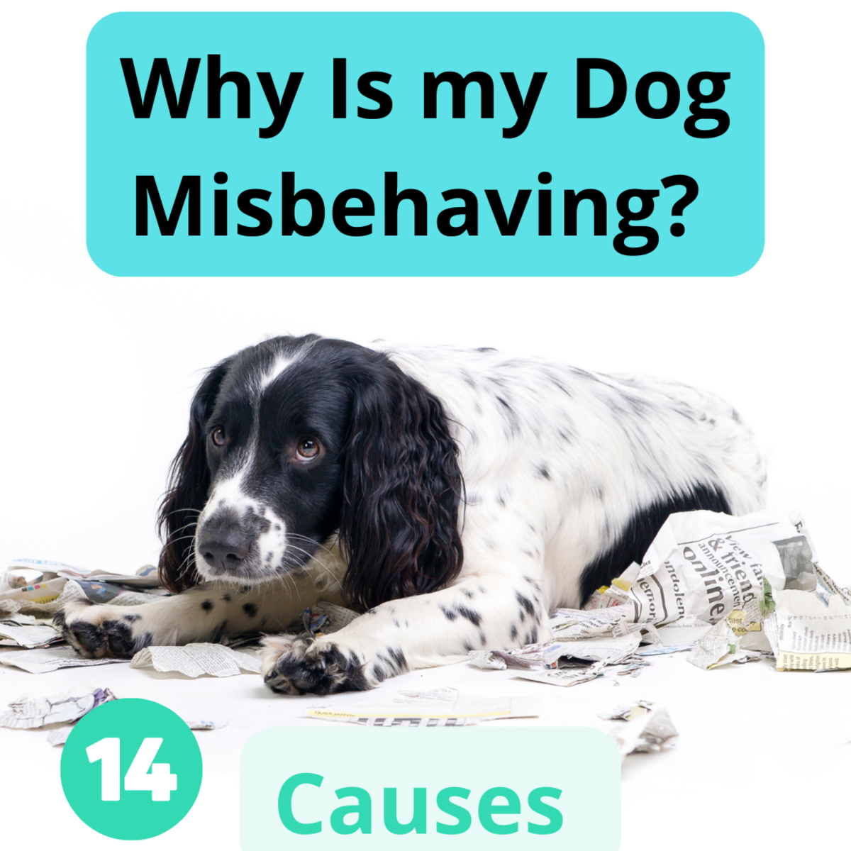 Why Is My Dog Misbehaving? 14 Potential Causes