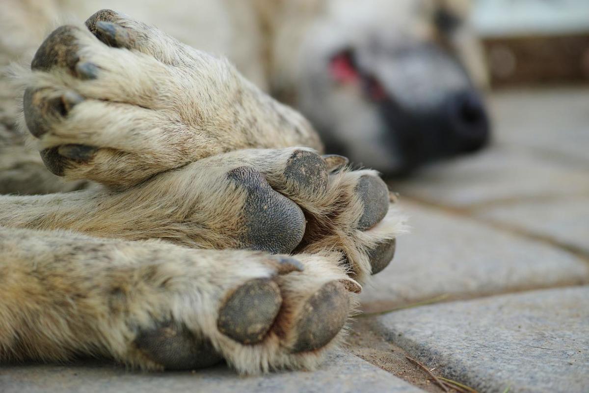 Many dogs die on the way to Yulin from disease or malnutrition. 