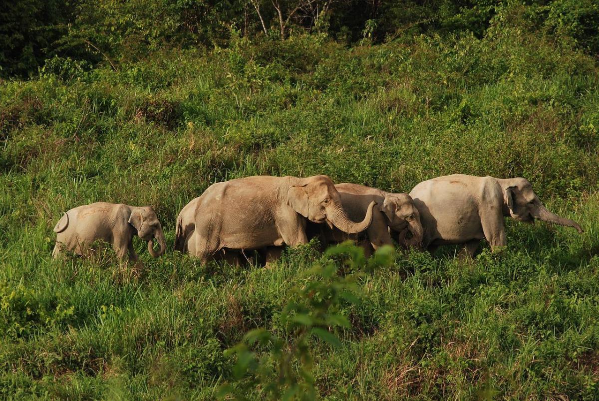 A herd of wild Thai elephants