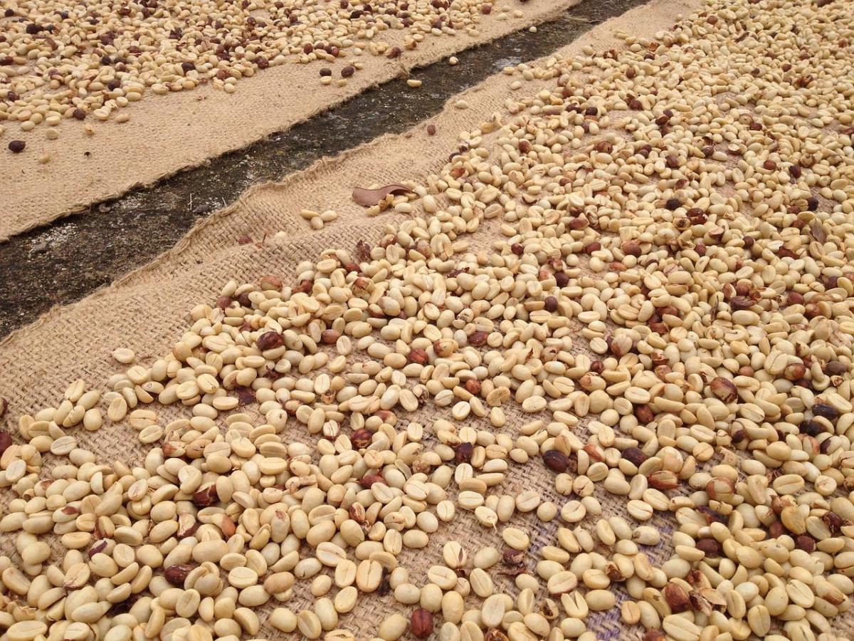Raw coffee beans drying in the sun