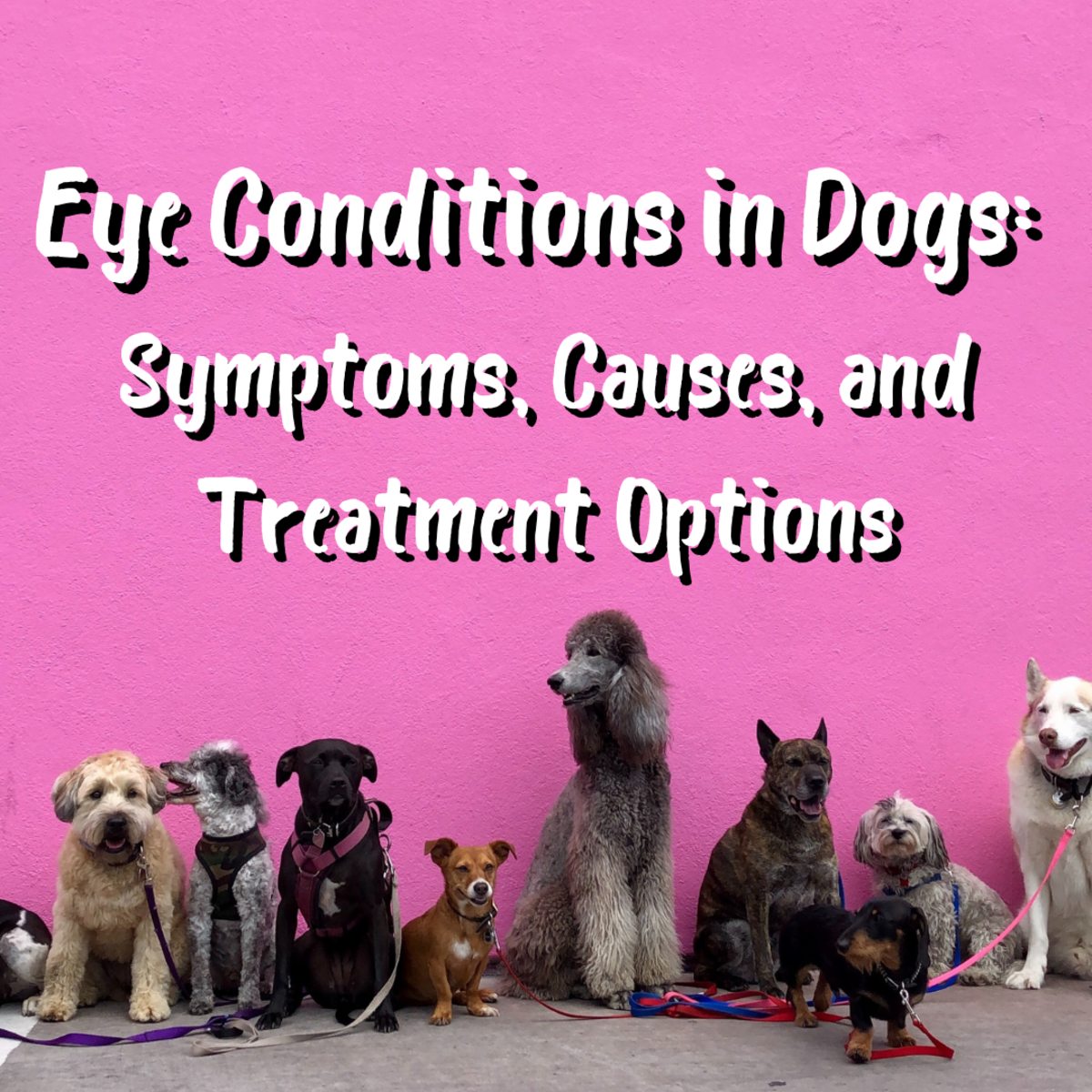 Have you ever seen film on dogs eyes and wondered what it was? Read on to learn some possible answers, plus much more info on 5 prevalent eye conditions in canines.