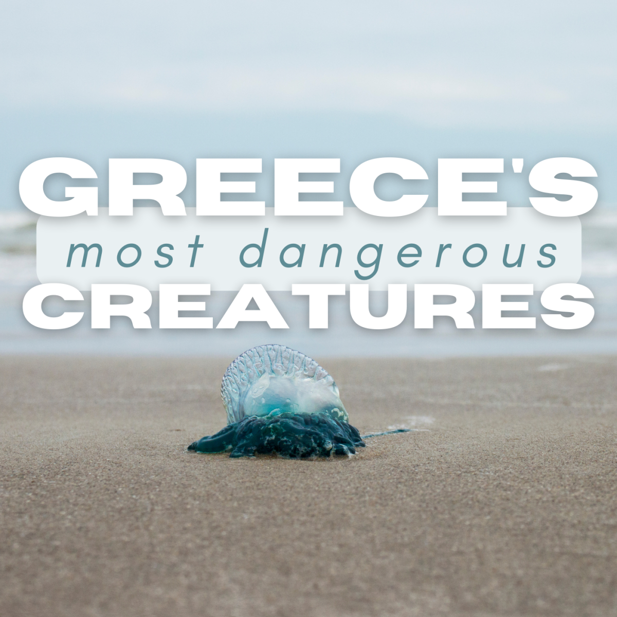 7 of Greece's Deadliest Animals: Insects, Snakes, and More